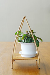 Fresh small green plant in white flowerpot for decoration on wood table