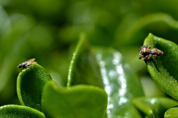 small spider stalking a fly