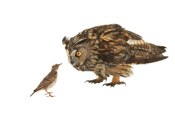 Owl and lark isolated on white background.
