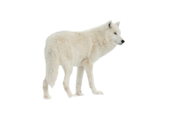 Arctic white wolf isolated on white background