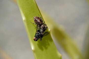 small spider eating a fly