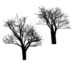 Fruit trees. Branches and shrubs. Forest trees. Vector illustration of garden trees.