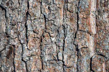 bark of tree, nacka, sverige, stockholm, sweden