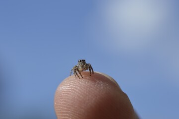 small spider on fingertip 