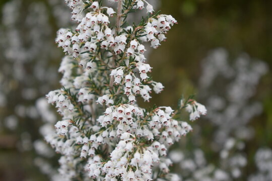 Tree heath (Erica arborea) with white flowers in Aspromonte, Calabria, Italy