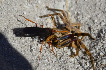 closeup of a spider paralyzed by a wasp