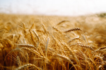 Golden wheat field and blue sky. Growth nature harvest. Agriculture farm.