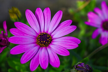 flower in the garden