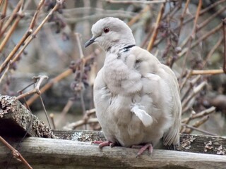 a gray dove on a branch in winter
