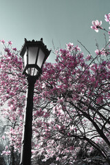 street lamp in the park