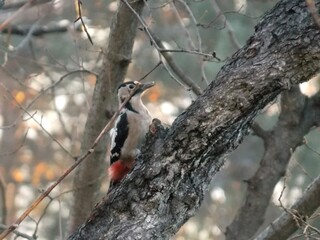 woodpecker on a tree branch in winter