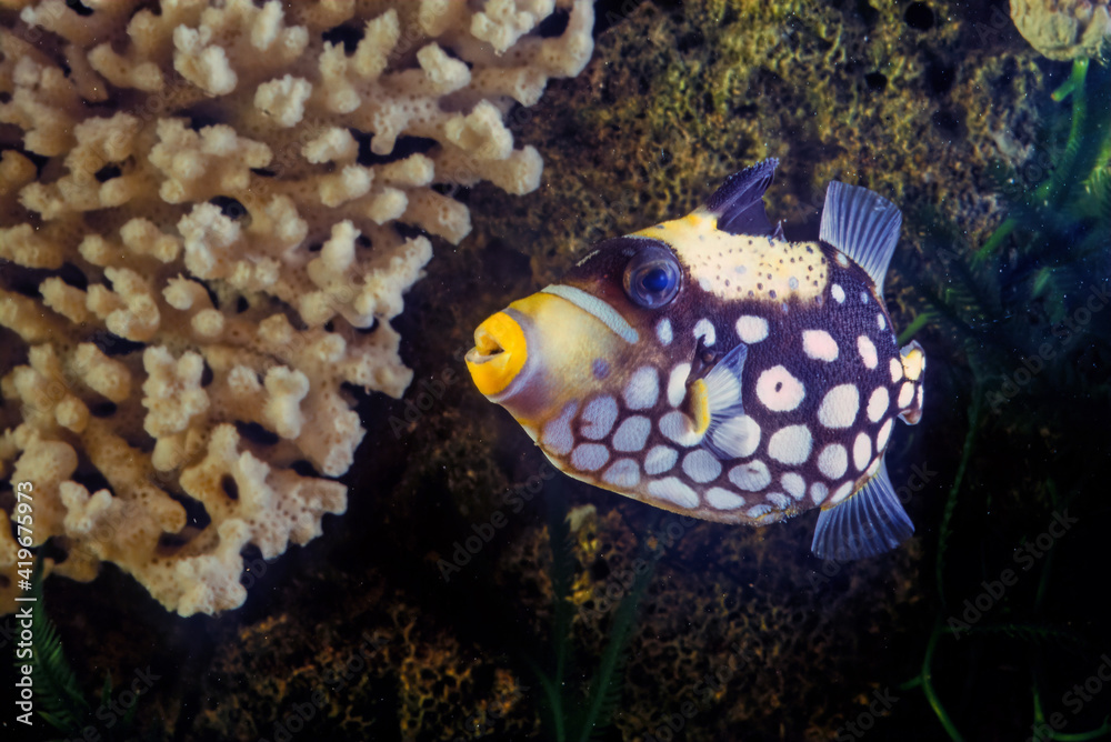 Wall mural Clown triggerfish