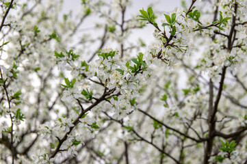 Apple trees and cherries bloom, plums, pears and flowers bloom. 