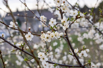 Spring. White flowers on a branch of a blossoming tree