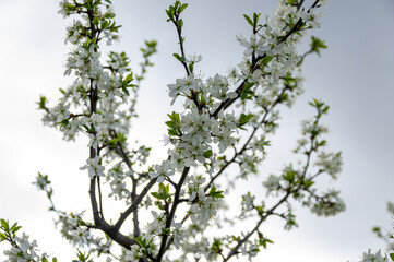 Apple trees and cherries bloom, plums, pears and flowers bloom. 