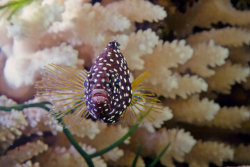 Comet (fish)