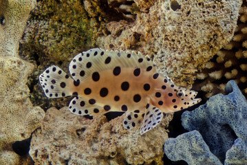 Humpback grouper