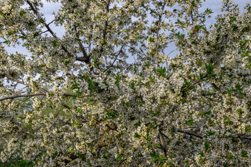 Fototapeta na wymiar Apple trees and cherries bloom, plums, pears and flowers bloom. 