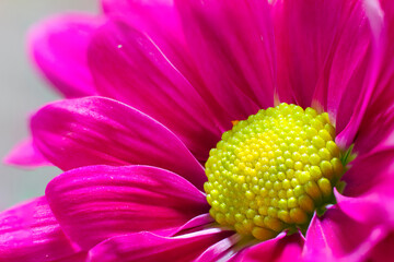 Macrophotography of a pink daisy where you can see all the details.