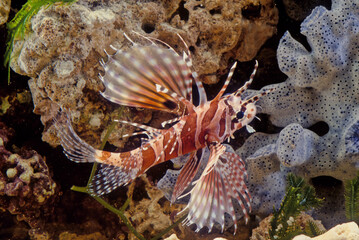 Dendrochirus zebra © Ipman65