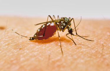malaria mosquito anopheles stitching and sucking human blood