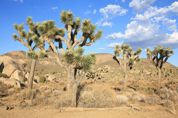 Joshua Tree National Park in California, USA