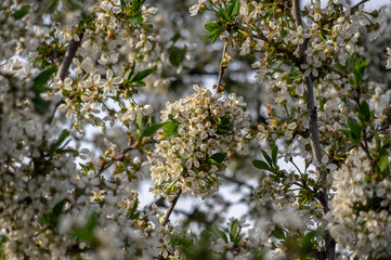 Apple trees and cherries bloom, plums, pears and flowers bloom. 