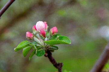 Apple trees and cherries bloom, plums, pears and flowers bloom. 
