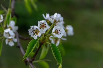 Apple trees and cherries bloom, plums, pears and flowers bloom. 
