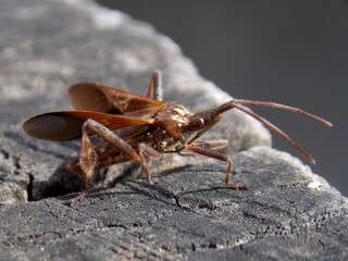 a small brown beetle spread its wings