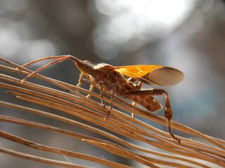 a small brown beetle spread its wings
