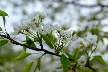 Apple trees and cherries bloom, plums, pears and flowers bloom. 
