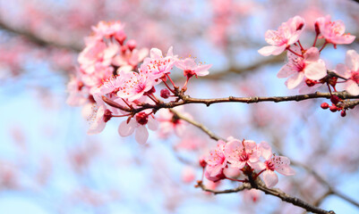 pink cherry blossom