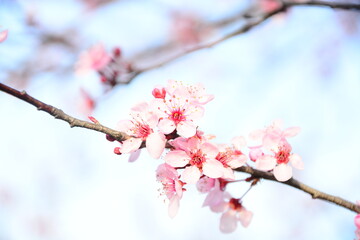 cherry blossoms