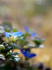 small blue flower in spring