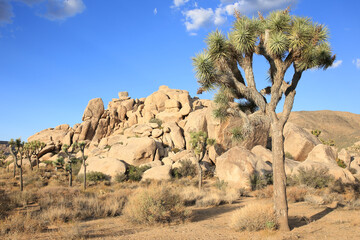 Joshua Tree National Park in California, USA