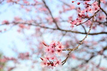 pink cherry blossom