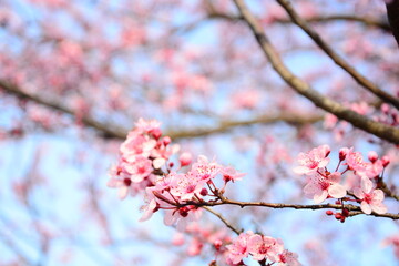pink cherry blossoms