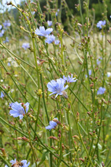 Blossom chicory (Cichorium intybus)