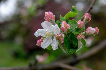 Apple trees and cherries bloom, plums, pears and flowers bloom. 