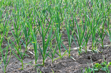 Garlic grows in the open ground
