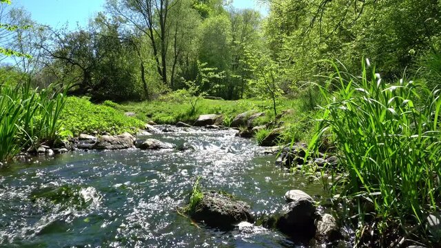 Bergbach Quelle im Sommer