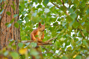 A small red squirrel sits on a tree branch among the leaves in an autumn day, front view, close-up.