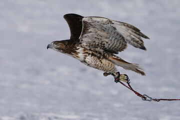 Training a red tailed hawk on a line for falconry sport in winter