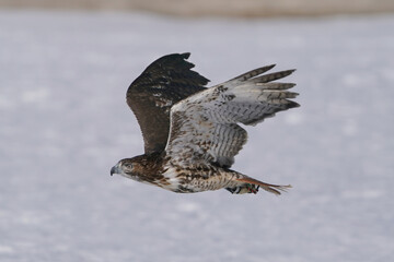 Obraz premium Training a red tailed hawk on a line for falconry sport in winter