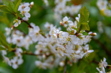 Apple trees and cherries bloom, plums, pears and flowers bloom. 