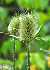 Dipsacus blooms in nature