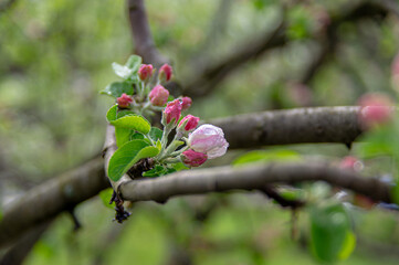 Apple trees and cherries bloom, plums, pears and flowers bloom. 
