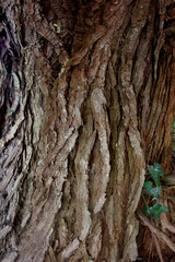 ECORCE D'ARBRE DETAIL 1