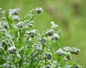 Cynoglossum officinale blooms in nature